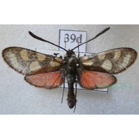 Zygaena pamira abramova Hofmann, 2017 Tadjikistan39d